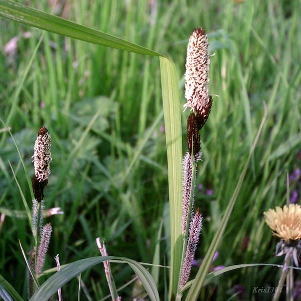 (Carex acutiformis)