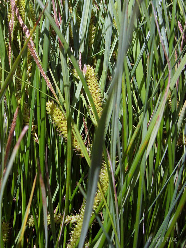 (Carex rostrata)