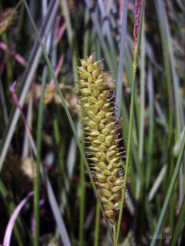 (Carex rostrata)