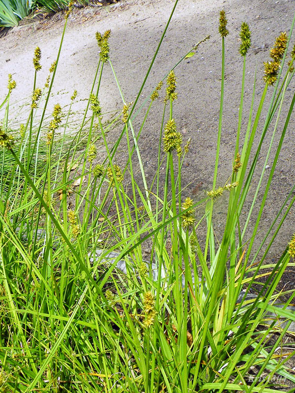 (Carex vulpina)