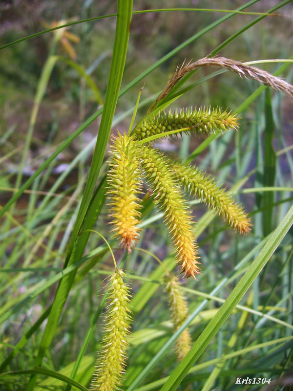 (Carex pseudocyperus)