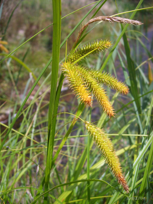 (Carex pseudocyperus)