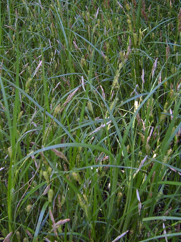 (Carex hirta)