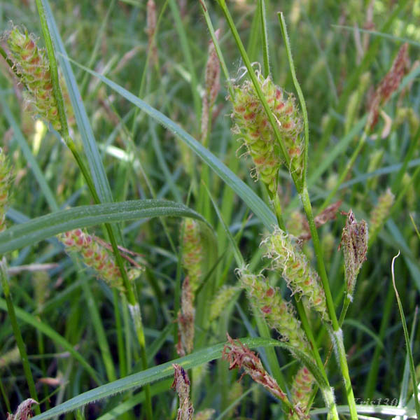 (Carex hirta)