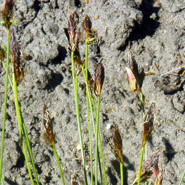 (Carex montana)