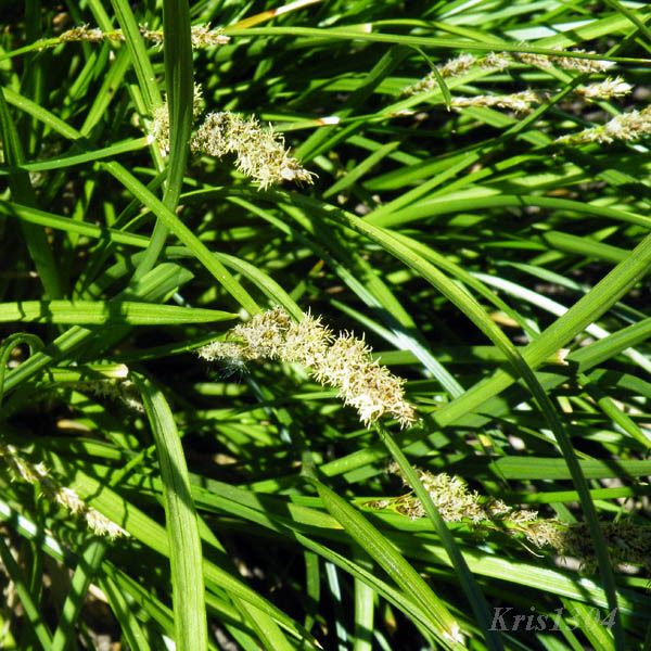(Carex paniculata)
