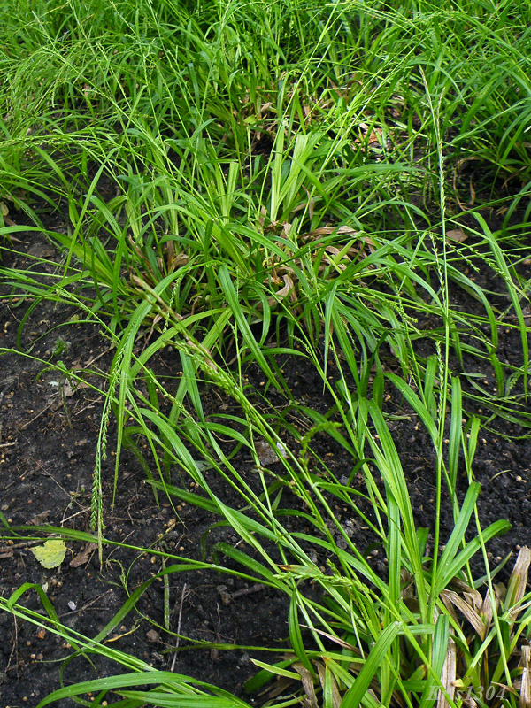 turzyca zgrzebłowata