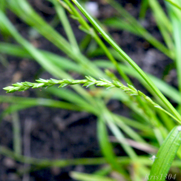 turzyca zgrzebłowata