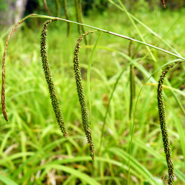 (Carex pendula)
