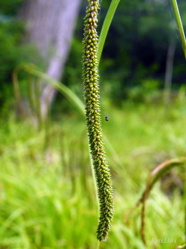 (Carex pendula)
