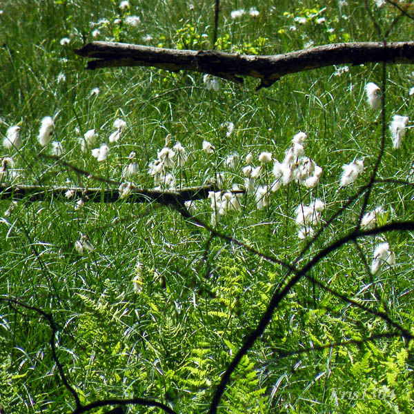 (Eriophorum vaginatum)