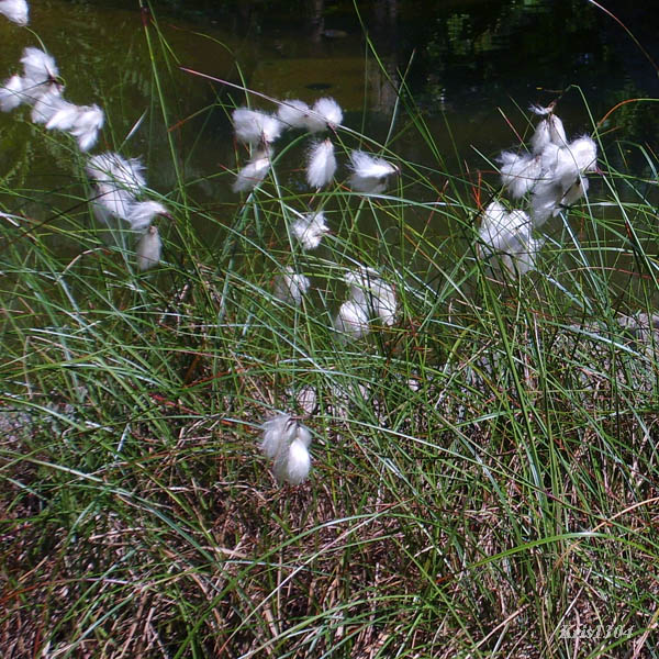 (Eriophorum vaginatum)