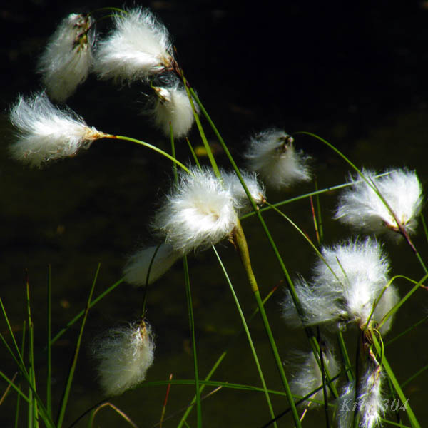 (Eriophorum vaginatum)