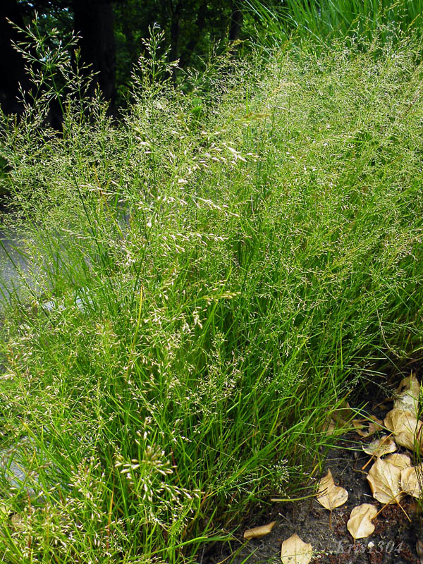 (Poa nemoralis)