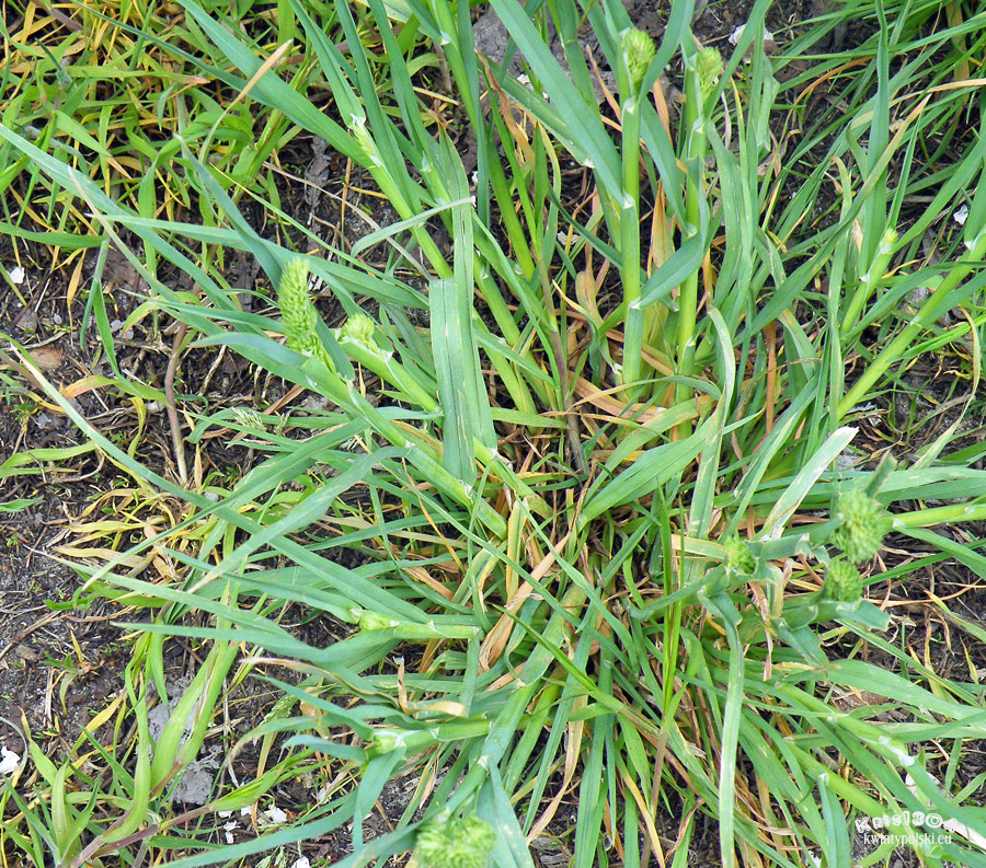 (Poa annua)