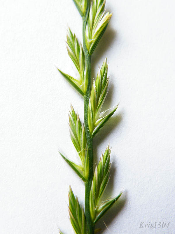 (Lolium perenne)