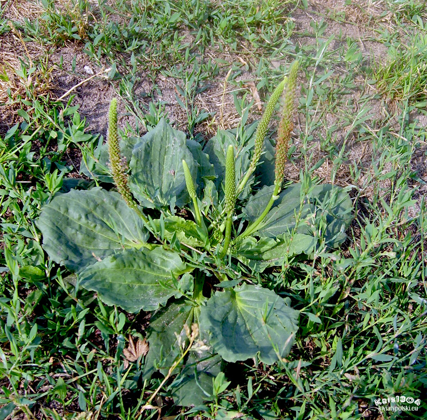 (Plantago major)