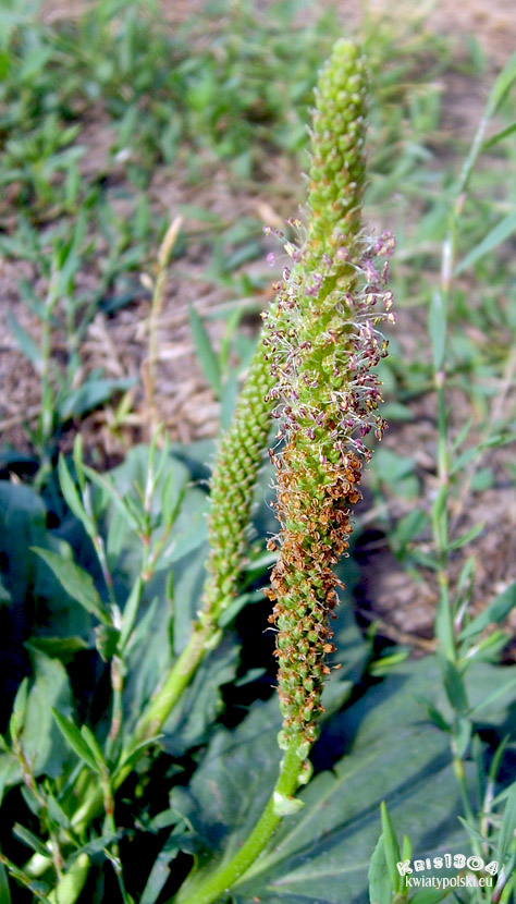 (Plantago major)