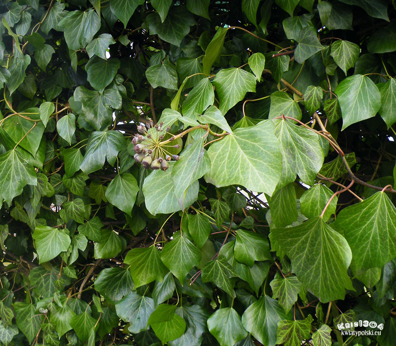 (Hedera helix)