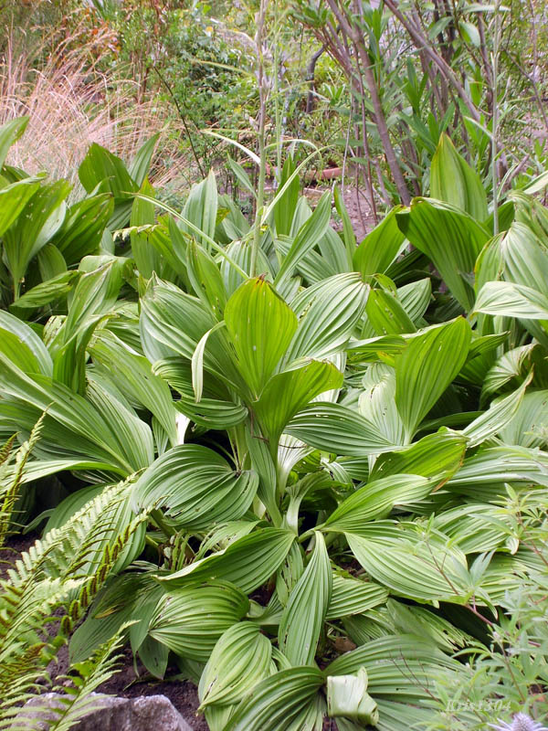 (Veratrum lobelianum)