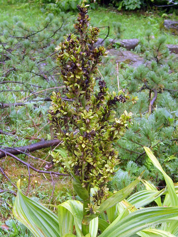 (Veratrum lobelianum)