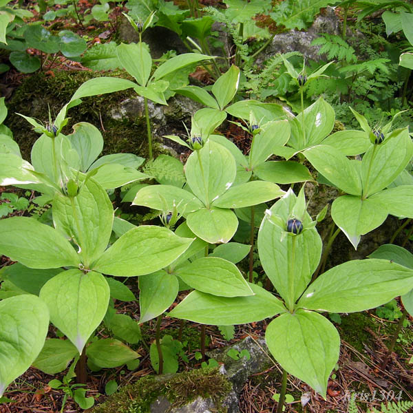 (Paris quadrifolia)
