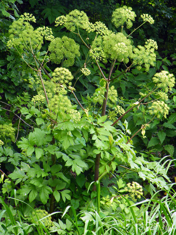 (Angelica archangelica litoralis)