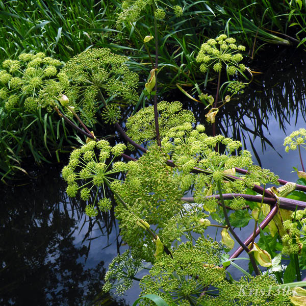 (Angelica archangelica litoralis)