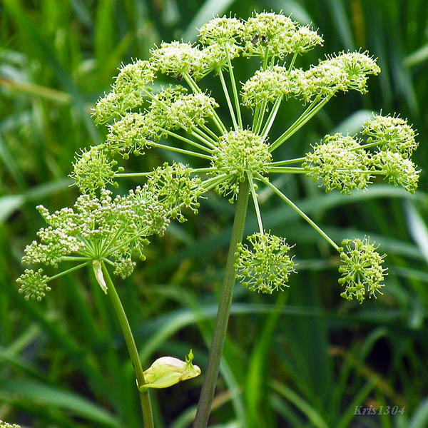(Angelica archangelica litoralis)