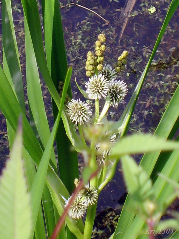 (Sparganium erectum)