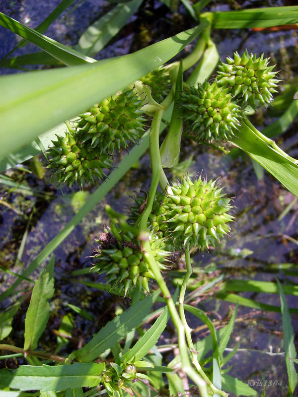 (Sparganium erectum)