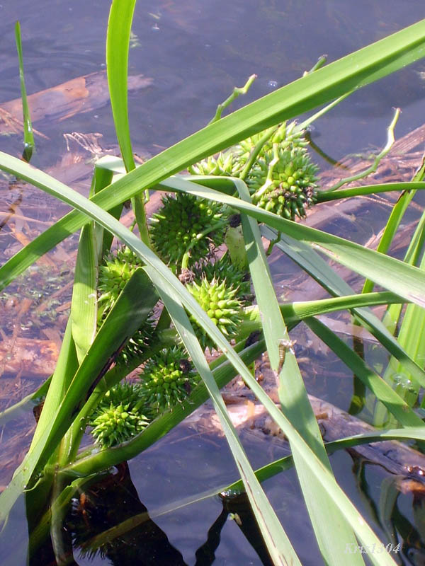 (Sparganium erectum)