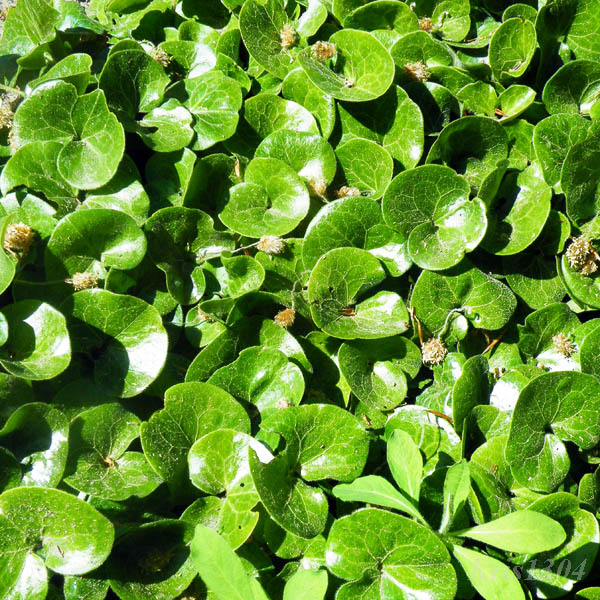 (Asarum europaeum)
