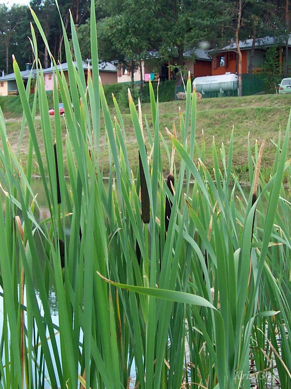 (Typha latifolia)