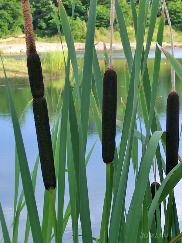 (Typha latifolia)