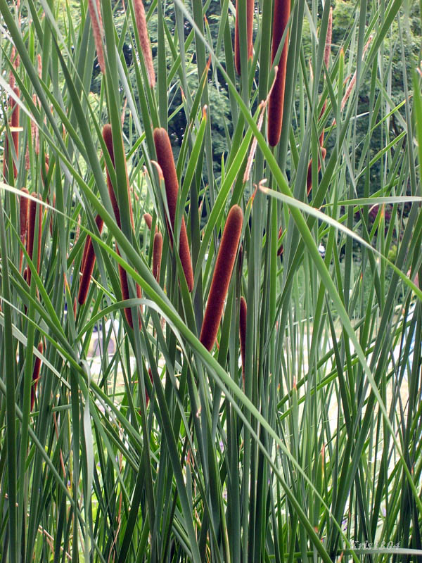 (Typha angustifolia)