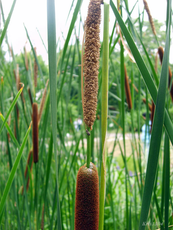 (Typha angustifolia)