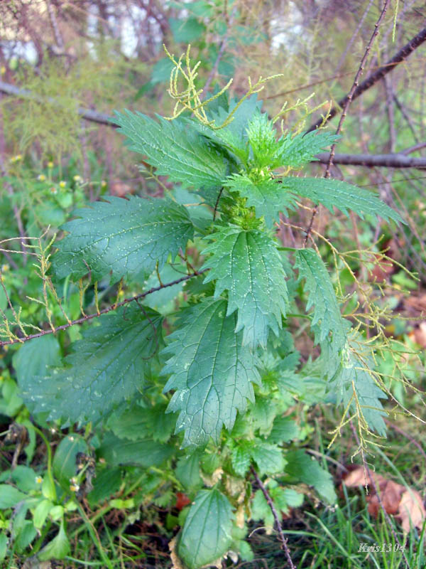 (Urtica urens)