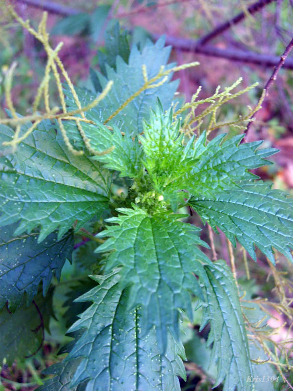 (Urtica urens)