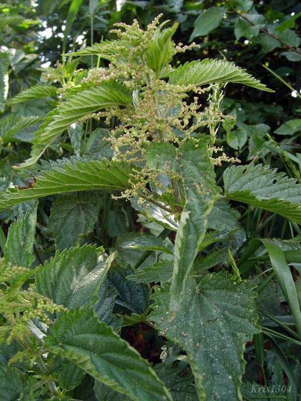 (Urtica dioica)