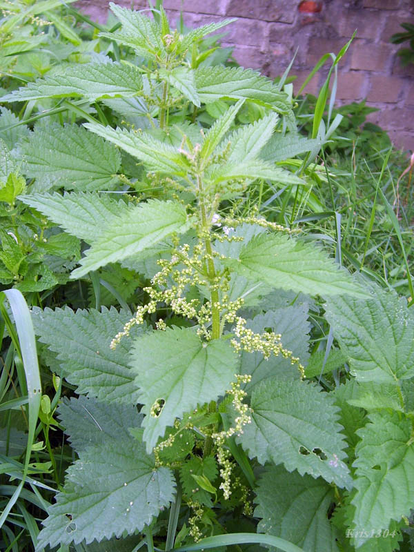 (Urtica dioica)