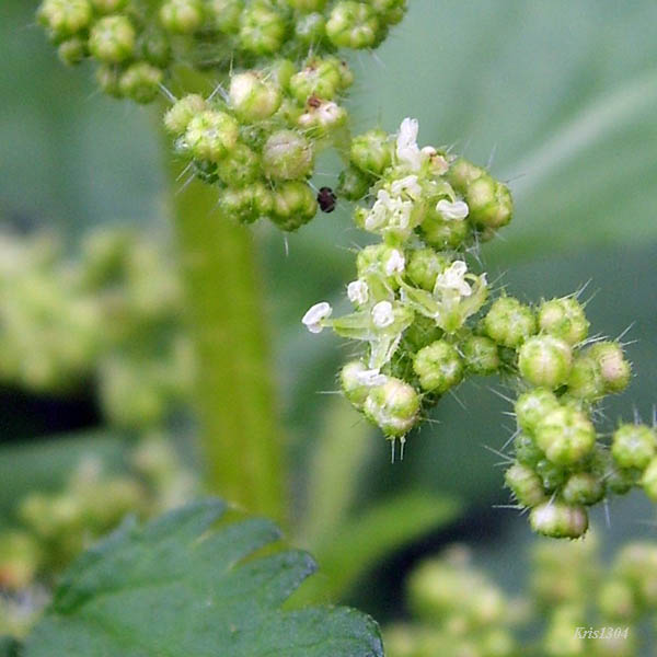 (Urtica dioica)
