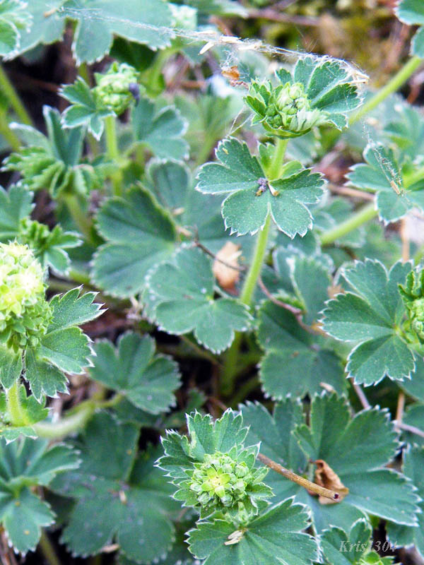 (Alchemilla gracilis)