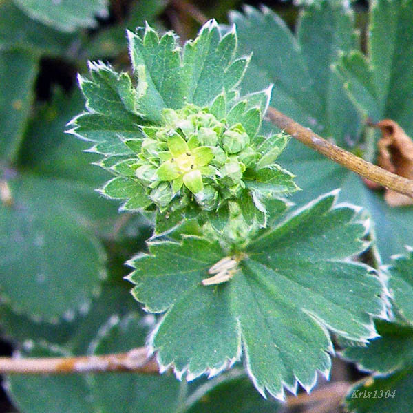 (Alchemilla gracilis)
