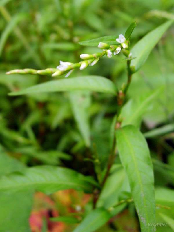 (Polygonum hydropiper)
