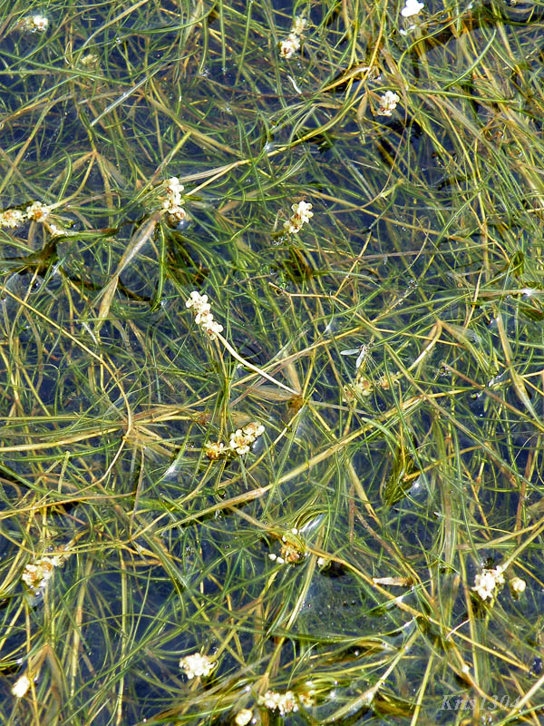 Potamogeton pectinatus