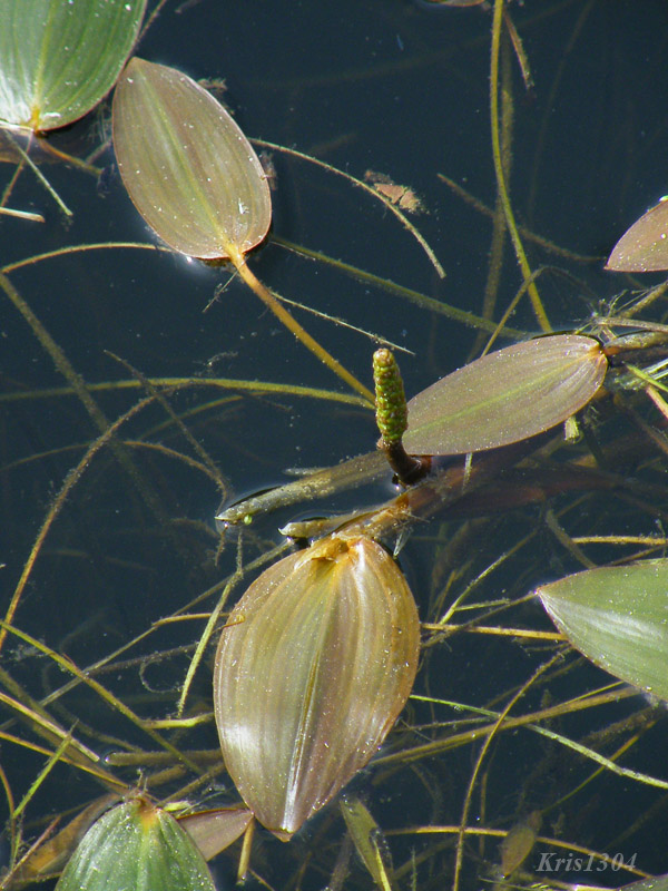 (Potamogeton natans)