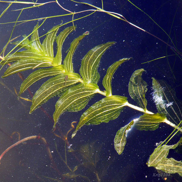 (Potamogeton perfoliatus)