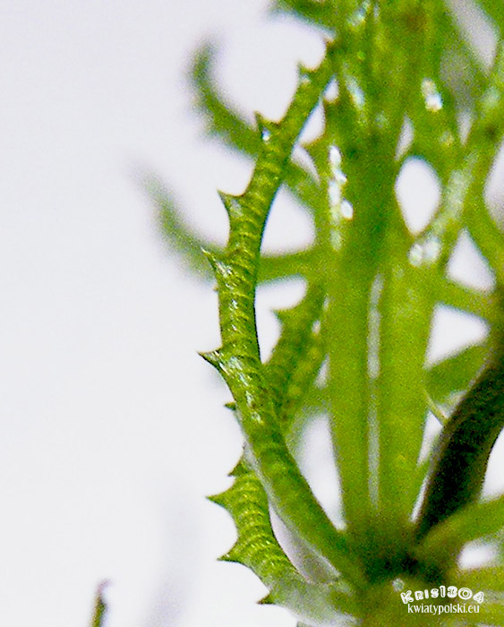 Ceratophyllum demersum