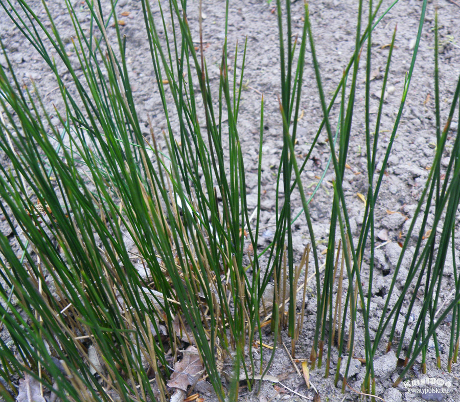 Juncus balticus